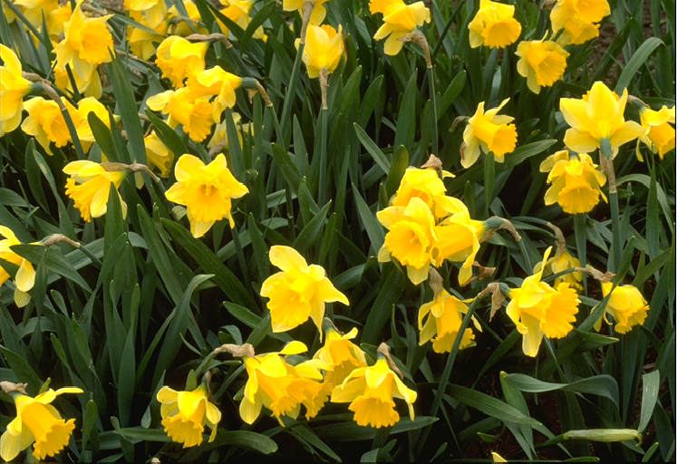 Daffodils.png